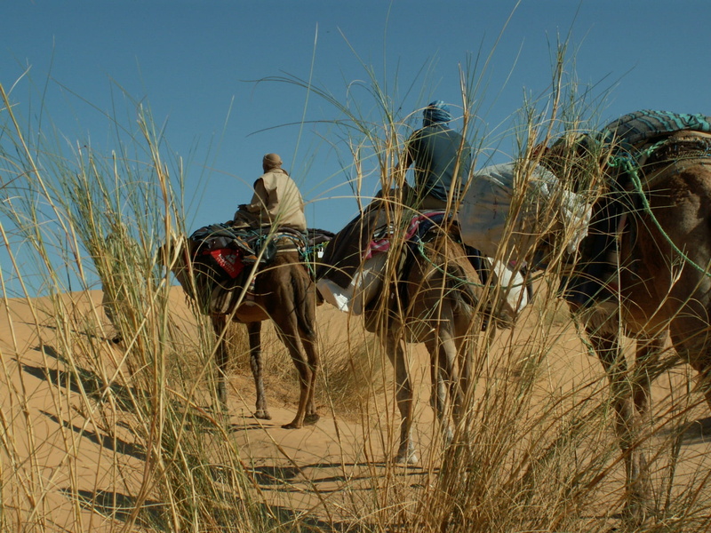 mode of transportation, men, nomad, pets, outdoors, sand, transportation, animal wildlife, Desert, mammal, grass, travel, camel riders, Dromedary, Camel