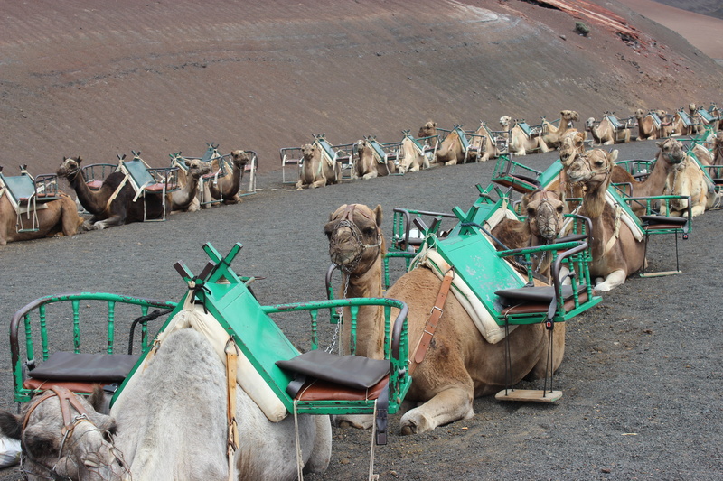 domestic animals, group of animals, animals in the wild, working animal, vertebrate, outdoors, tourism, livestock, camel train, animal, mammal, camels