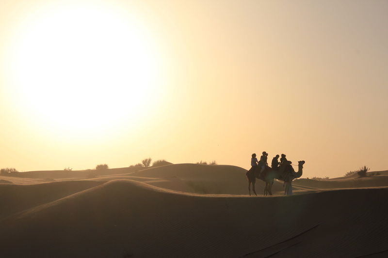 silhouette, sahara Desert, 5K, dromedary Camel, desert, nature, landscape, convoy, camel Train, adult, sunset, beauty in nature, lifestyles, men, togetherness