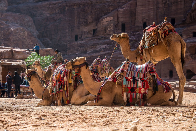 architecture, arid climate, 1080P, mountain, livestock, petra, lying, herbivorous, day, dromedary, group of animals, nature, desert, animal themes, camel