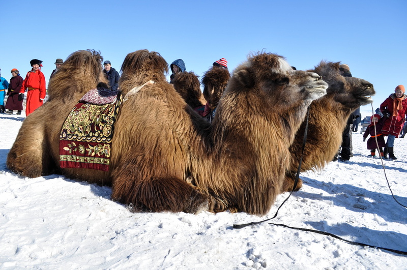 dromedary Camel, warm clothing, sunlight, winter, bactrian, livestock, animal themes, mongolia, outdoors, fur, mammal, pets, snow, group of animals, animal