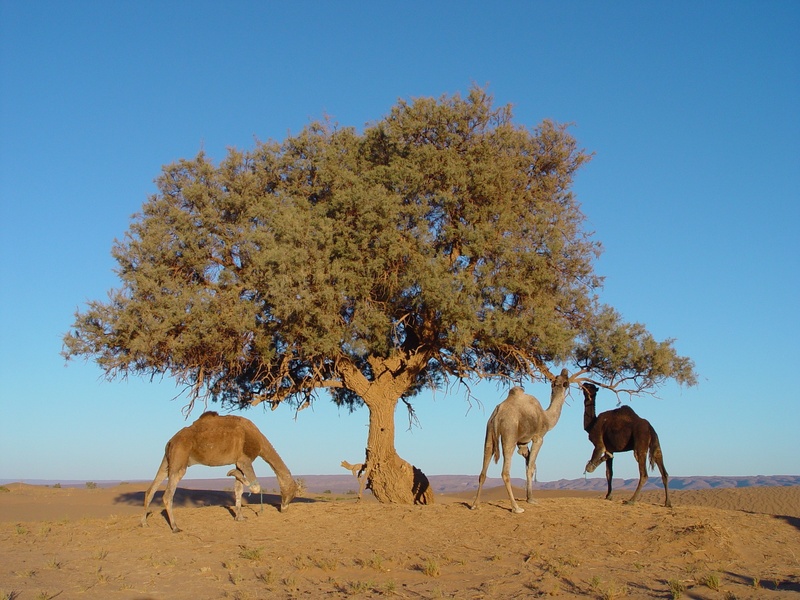 dromedary, hump, landscape, desert, livestock, group of animals, vertebrate, herbivorous, animal themes, three, sand, nature, land, environment, tree, no people