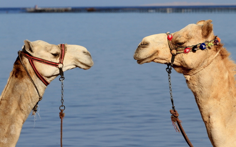 pets, transportation, water, brown, summer, hump, dog, canine, rope, animals And Pets, two, focus on foreground, travel, outdoors, one animal, nature, animal themes