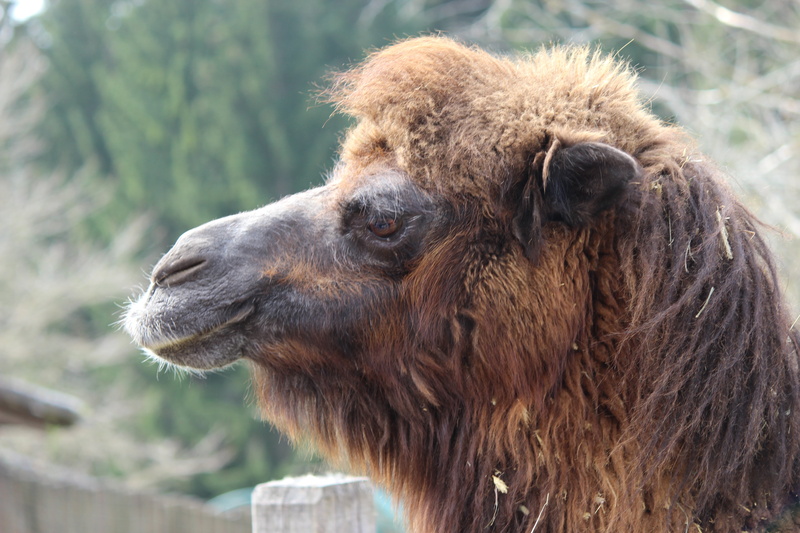 profile view, animal, brown, outdoors, dromedary, wildlife, animal themes, livestock, domestic animals, day, mammal, animals in the wild, domestic, animal wildlife