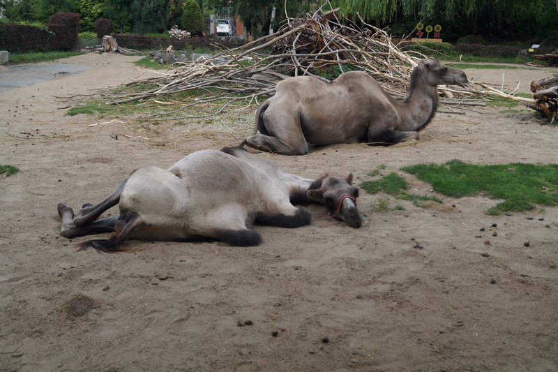 hump, domestic, pets, creature, camel riders, zoo, togetherness, day, nature, animal wildlife, dromedary, group of animals, zweihoeckriges, land, outdoors