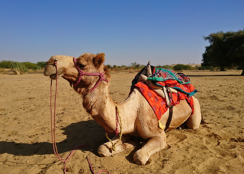 mammal, no people, 4K, land, one animal, animals, camel, vertebrate, animal, climate, animal themes, nature, thar, india, blue, sunlight, herbivorous