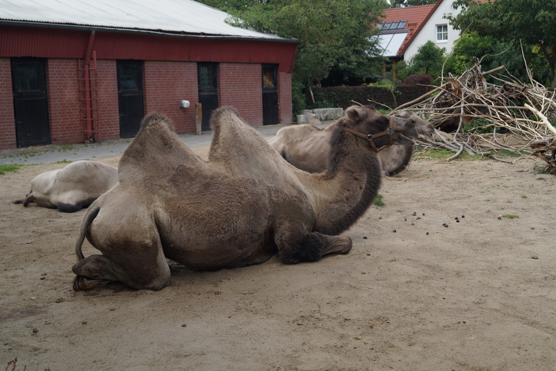 vertebrate, animal themes, outdoors, animal, one animal, hump, beast of burden, herbivorous, creature, built structure, animal wildlife, Nature, domestic