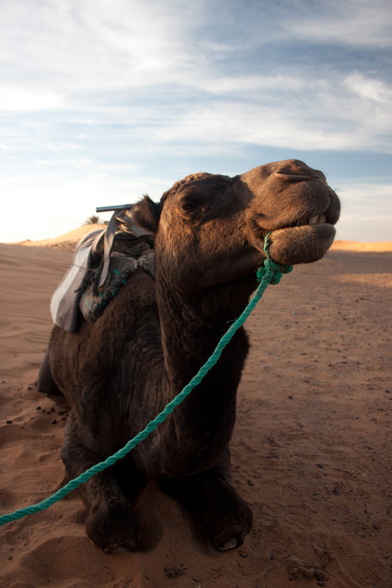 herbivorous, pets, working animal, animal, land, sky, dromedary, sand, arid climate, sahara, more, outdoors, cloud - sky, nomad, domestic animals, one animal