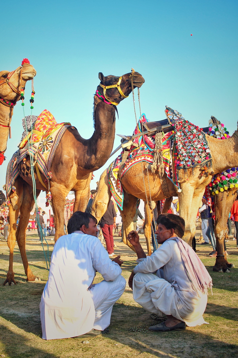 group of people, group of animals, animals, men, camels, pets, people, real people, two, sitting, vertebrate, day, land, mammal, sky, front, 4K, domestic animals