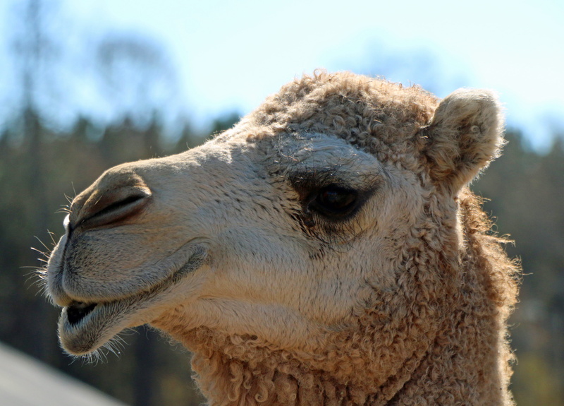 livestock, pets, cute, animal wildlife, mouth, funny, hair, no people, alpaca, agriculture, travel, desert, 4K, zoo, animal body part, animal themes, day