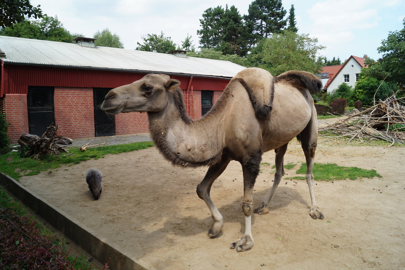 animal wildlife, domestic, 5K, ranch, day, camel, livestock, zoo, built structure, dromedary, braunschweig, camel riders, no people, house, creature, ride