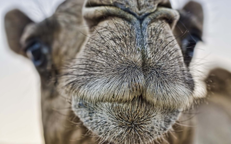 domestic Animals, focus on foreground, animal themes, desert, day, face, arabia, cute, outdoors, vertebrate, no people, selective focus, one animal, herbivorous