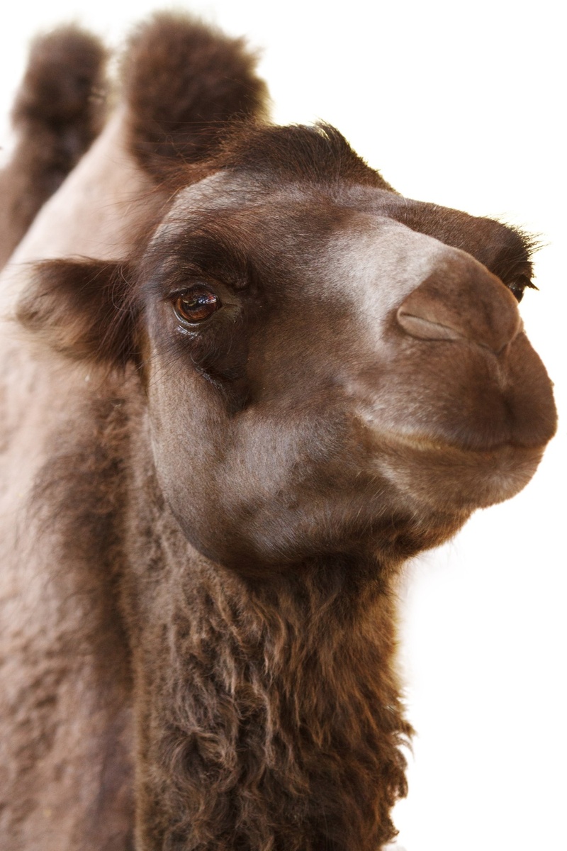 animal eye, animal body part, isolated, looking away, canine, looking, fur, dromedary, domestic animals, brown, animal, desert, one animal, hump, livestock