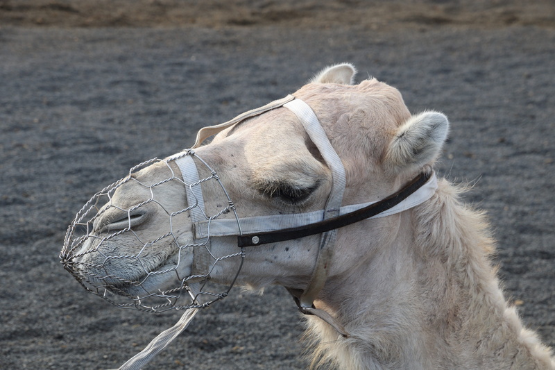 lanzarote, profile view, outdoors, animal body part, canary islands, domestic animals, day, close-up, focus on foreground, animal wildlife, domestic, animal themes