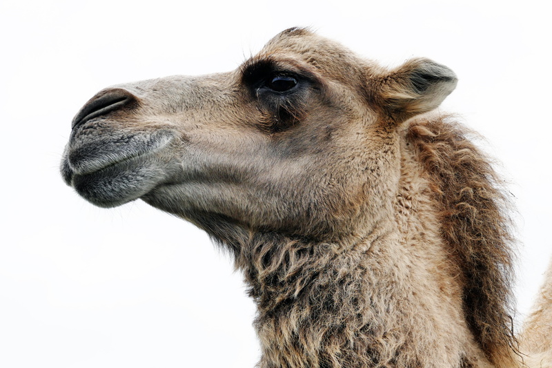 dry, desert, studio shot, animal nose, wildlife, dromedary Camel, one animal, arabian, vertebrate, animal body part, domestic, 5K, animal themes, dromedary