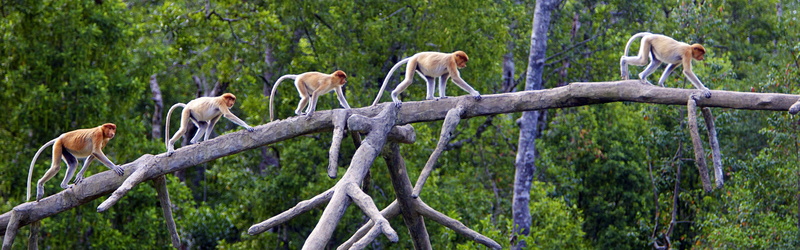 no people, animal wildlife, day, animals, monkey, domestic animals, branch, medium group of animals, land, outdoors, animals in the wild, beauty in nature