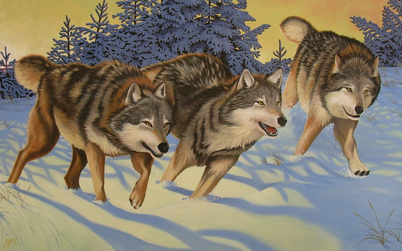 medium group of animals, animals, mammal, field, furry, sunlight, young animal, animals in the wild, vertebrate, outdoors, no people, shadow, wolf, pets