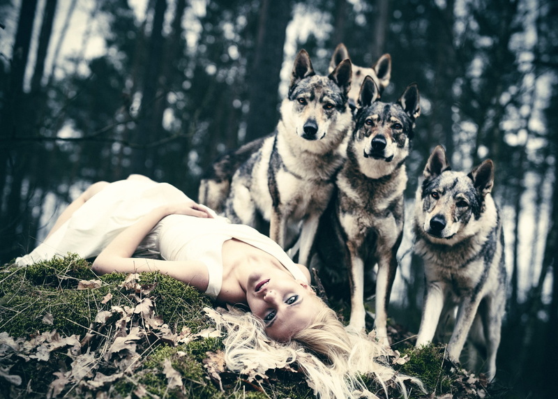 nature, land, animal, fantasy girl, vertebrate, dog, mammal, sled dog, pets, group of animals, women, wolf, forest, animal wildlife, tree, plant, animal themes
