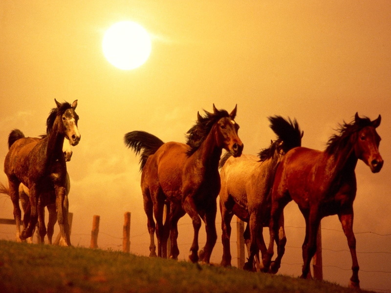 domestic, pets, ranch, animal wildlife, sky, animal, group of animals, livestock, animal themes, horse, mammal, medium group of animals, herd, sun, working animal