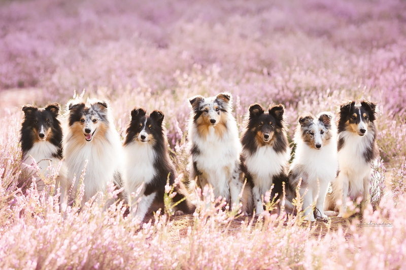 animals in the wild, day, animal themes, animals, medium group of animals, animal wildlife, young animal, no people, outdoors, canine, pets, domestic animals