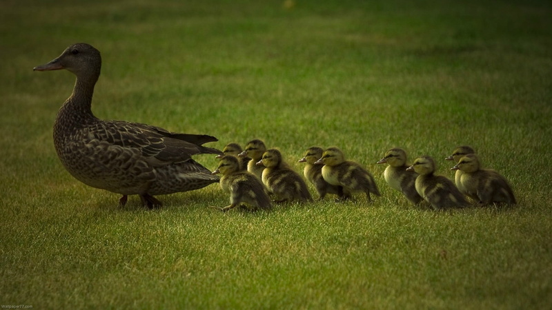 goose, land, vertebrate, duck, animal family, hair, young animal, 1080P, two, day, grass, animals in the wild, brown, animal wildlife, animals, no people