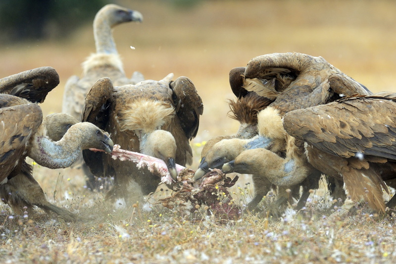 nature, vertebrate, bird, group of animals, animal, sunlight, outdoors, three animals, 2K, day, animal family, animals, animal wildlife, focus on foreground