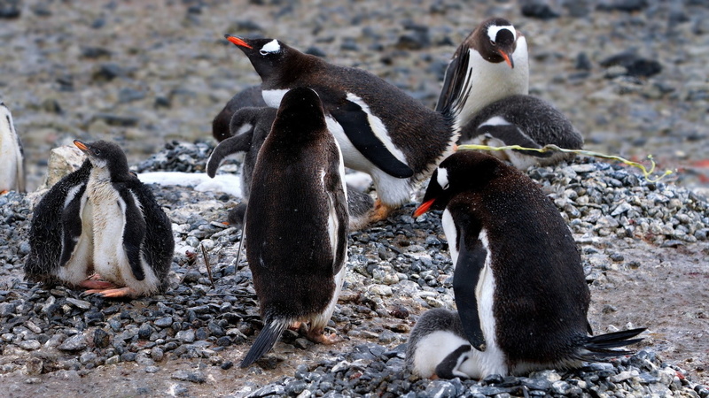 penguin, animal wildlife, penguins, young animal, cold temperature, vertebrate, animals in the wild, snow, baby animals, solid, animal, group of animals
