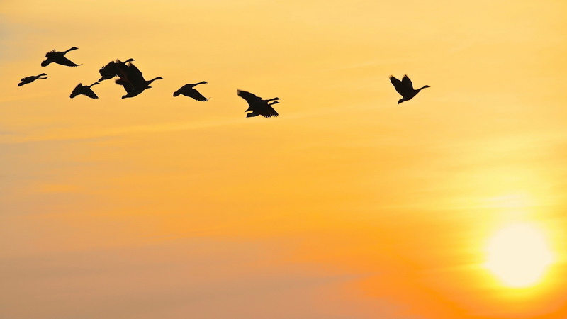 sky, beauty in nature, 1080P, vertebrate, nature, silhouette, medium group of animals, spread wings, motion, sun, low angle view, flying, group of animals