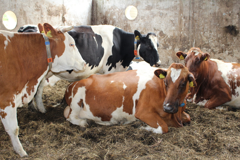 herbivorous, livestock, netherlands, nature, domestic, 5K, no people, cow, cows, pets, farm, animal, land, livestock tag, group of animals, medium group of animals