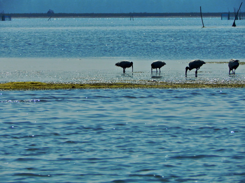 beauty in nature, animals in the wild, no people, outdoors, beach, india, water, lake, animal themes, waterfront, chilika lake, day, animal wildlife, animal