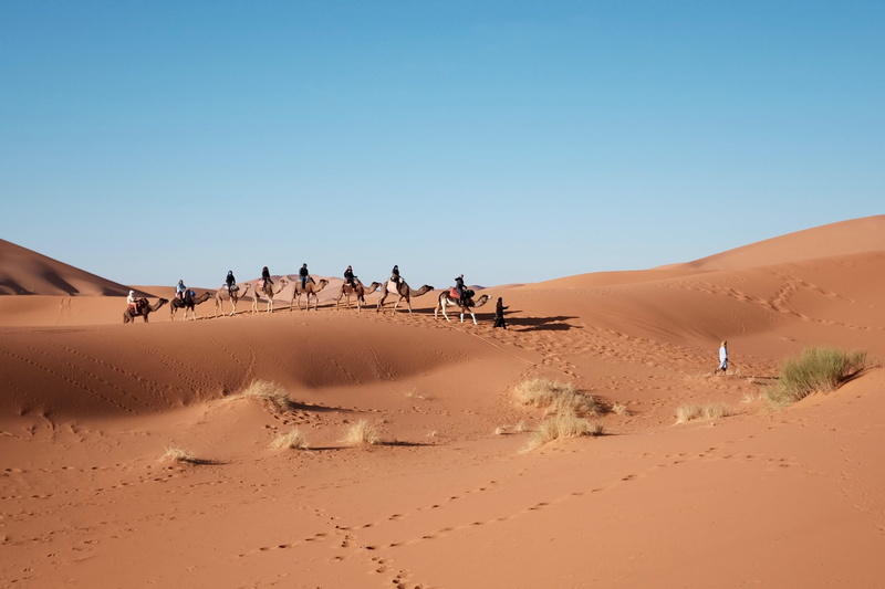 climate, scenics - nature, blue, grass, day, group of animals, nature, landscape, sand, brown, sky, footprints, daytime, beauty in nature, outdoors, camel