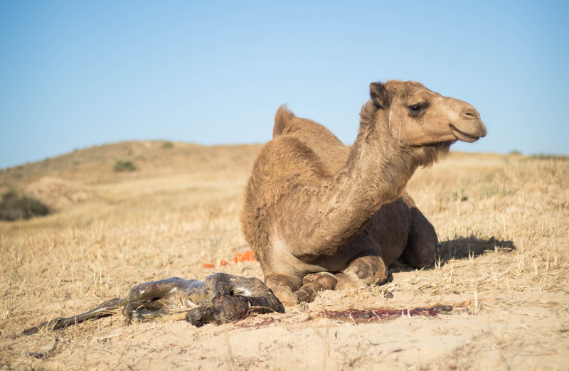 vertebrate, wind, animals in the wild, baby, sign, season, outdoor, mama nature, sad, landscape, child, des, laws, wildlife, clear sky, copy space, mouth