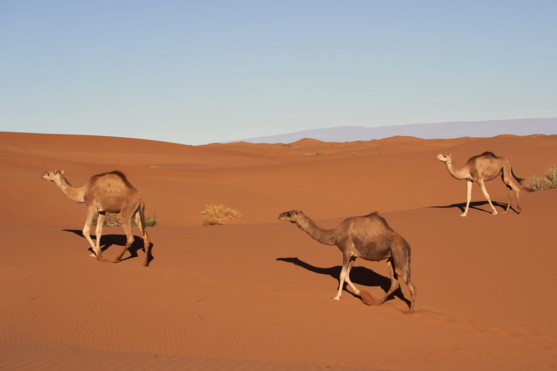 dune, 5K, herbivorous, clear sky, domestic animals, arid climate, animal, dromedary, climate, shadow, no people, soil, wildlife, outdoors, three, camel