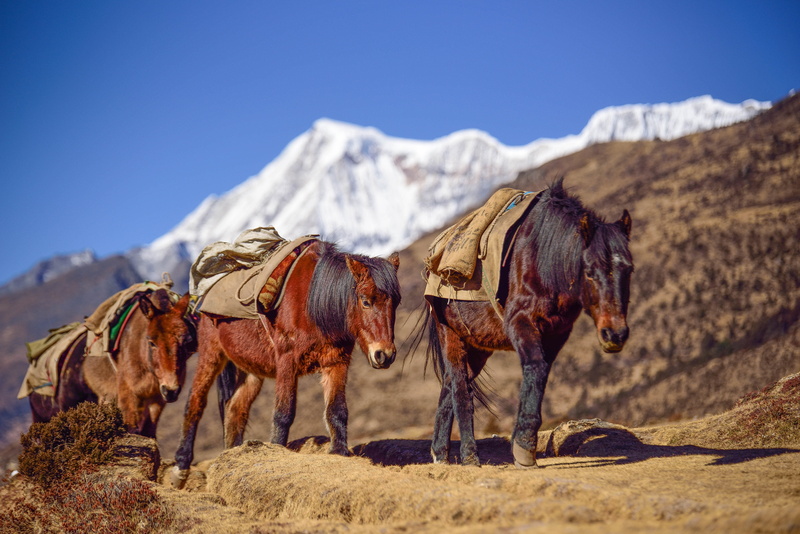 bhutanese, blue, scenic, day, Altitude, tourism, land, domestic, nature, destination, 5K, scenery, animal, valley, livestock, Horse, pets, animal wildlife