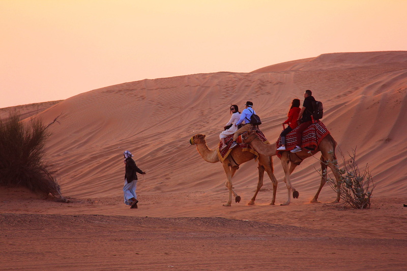 group of animals, 2K, dune, domestic animals, working animal, sand dune, land, dawn, wilderness, group of people, domestic, uae, arid climate, riding