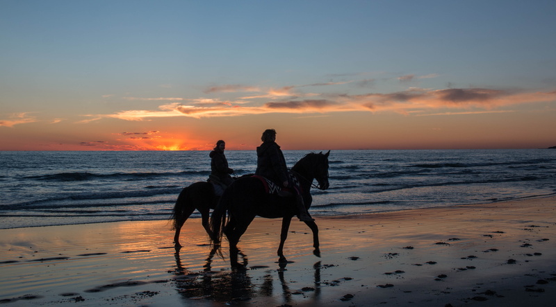 back Lit, evening sun, pets, sand, calm, dusk, horizon, beach, travel Destinations, peaceful, animal themes, blue, beauty in nature, calm sea, clouds, peace