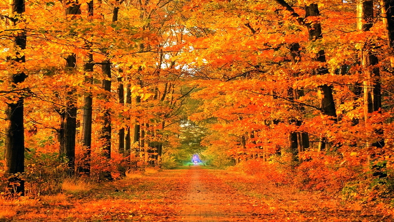 season, 1080P, art, seasons, roads, parks, autumn (season), x, nature, autumn, hd