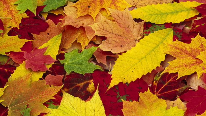 1080P, Autumn, Maple, Season, Leaves