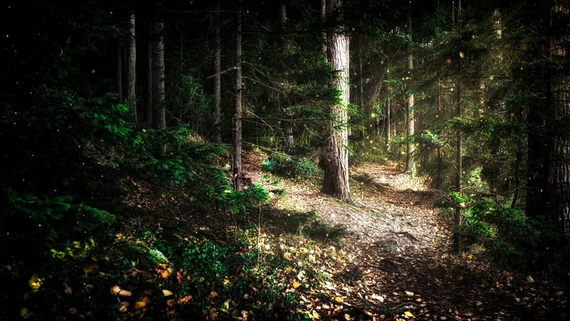 Wintersun, The Forest Seasons, nature, 1080P