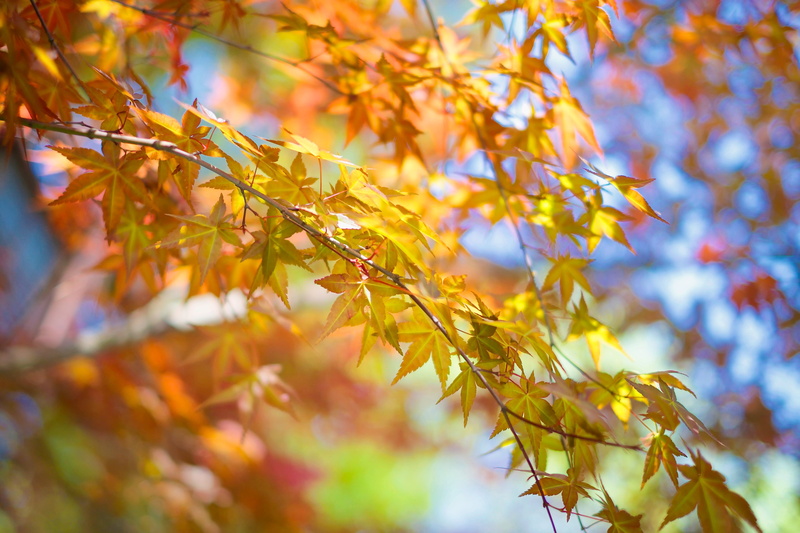 multi Colored, f/1.4, beautiful, Thai, fuji, maple Tree, Hangzhou, outdoors, Pro, red, forest, camera, october, APS-C, lightroom, Maple, aperture, brown