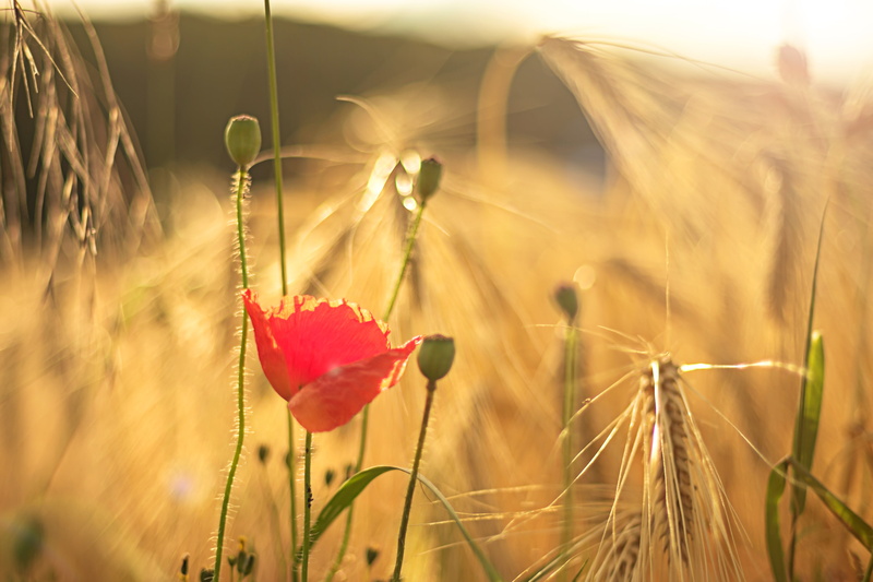 Corn, 4K, photo, Der, sunlight, grass, yellow, korn, acker, beauty In Nature, sunset, Harz, creative  commons, red Poppy, Fuji, Sachsen-Anhalt, Felder