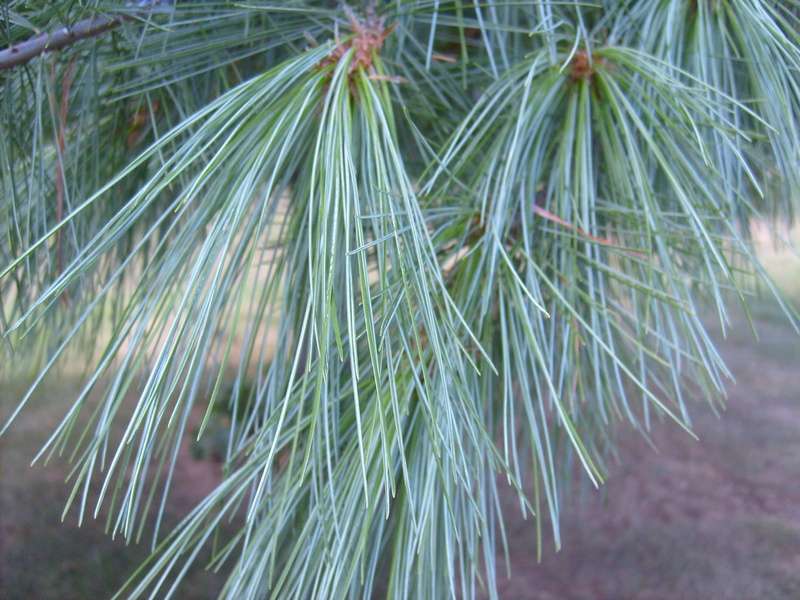 day, conifer, focus on foreground, outdoors, tranquility, woods, needles, christmastree, x-mas, firtree, close-up, season, needle - plant part, pine, beauty in nature
