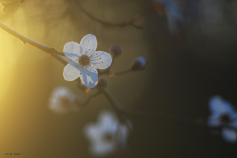 flower, white flower, photo, selective, flare, TWOP, champ, Midi-Pyrénées, le soir, selective-focus, plant, branch, nature, white, Fuji, springtime, 4K