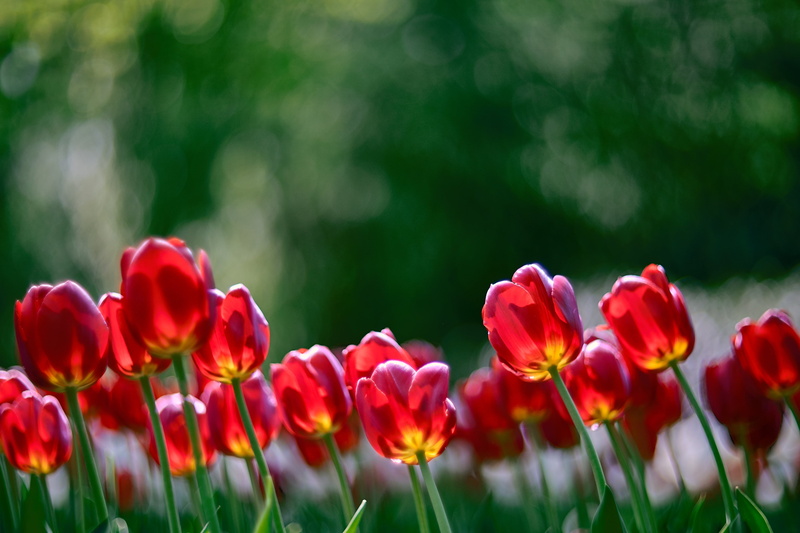 freshness, springtime, X-T1, flowers, nature, Lens, Fuji, green Color, season, Tulip, plant, meadow, 4K, flower, Zhongyi, Turbo, field, grass, beauty In Nature