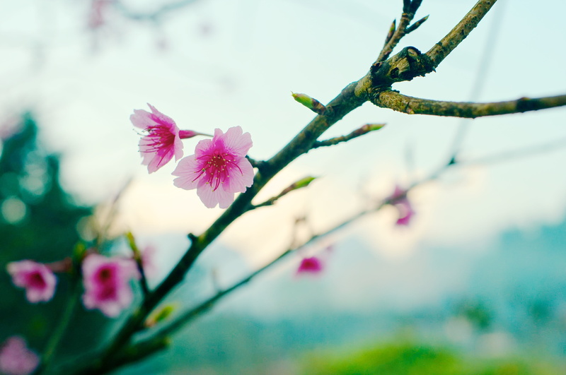 flower, beautiful, shallow, ง, flower Head, focus, 35 mm, outdoors, XF, Thai, APS-C, X mount, springtime, nature, petal, f/1.4, light, Pro, pink Color