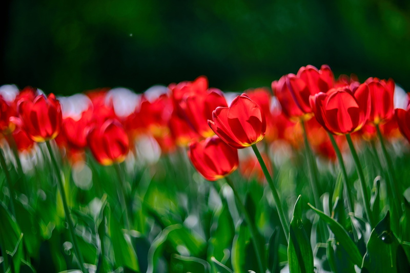 Focal, springtime, green Color, red, Zhongyi, tulip, Fuji, outdoors, 4K, Cyclop, Turbo, summer, beauty In Nature, field, plant, X-T1, grass, Lens, nature