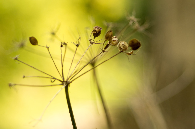 umbellifer, old, grass, CZ, seasons, nature, wide open, dead, summer, yellow-green, spring, insect, bokeh, dried, cow parsley, focus, macro, seeds, plant