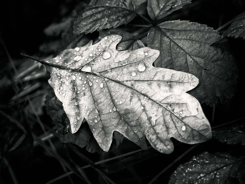 natural condition, outdoors, maple leaf, nature, passed, change, fragility, dry, fall foliage, raindrop, autumn, mood, plant, growth, water, seasons, leaves
