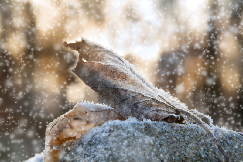 winter magic, sunlight, selective focus, 5K, animals in the wild, snowing, frost, day, cold season, blue, passed, animal themes, no people, wintry, ice
