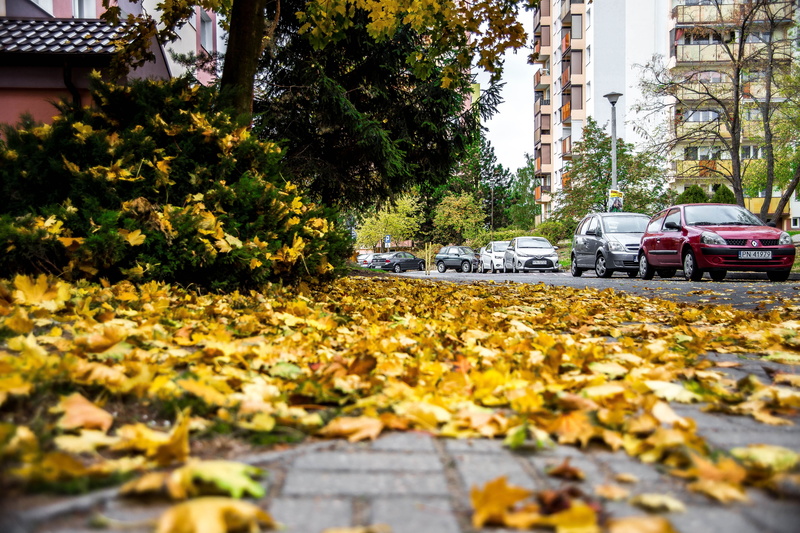 road, no people, mode of transportation, spacer, 5K, motor vehicle, tree, plant, city, car, mood, the stage, land vehicle, autumn, cars, nature, leaf